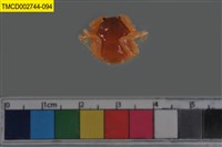 藏品(短指和尚蟹)的圖片